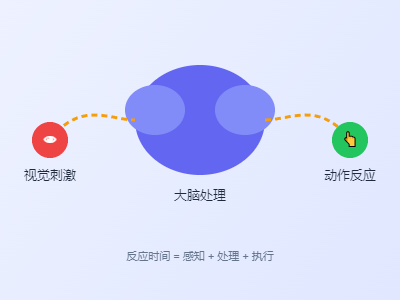 反应力测试原理图 - 视觉刺激到大脑处理再到动作反应的神经传导过程